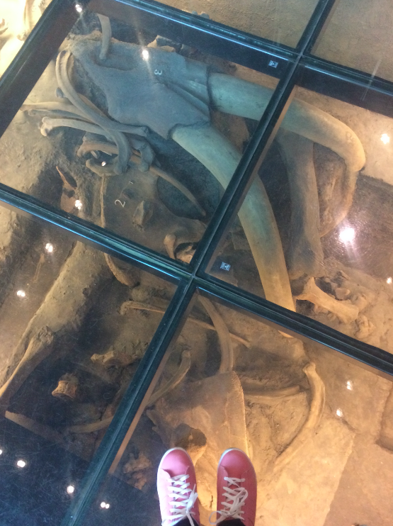 mamute museu