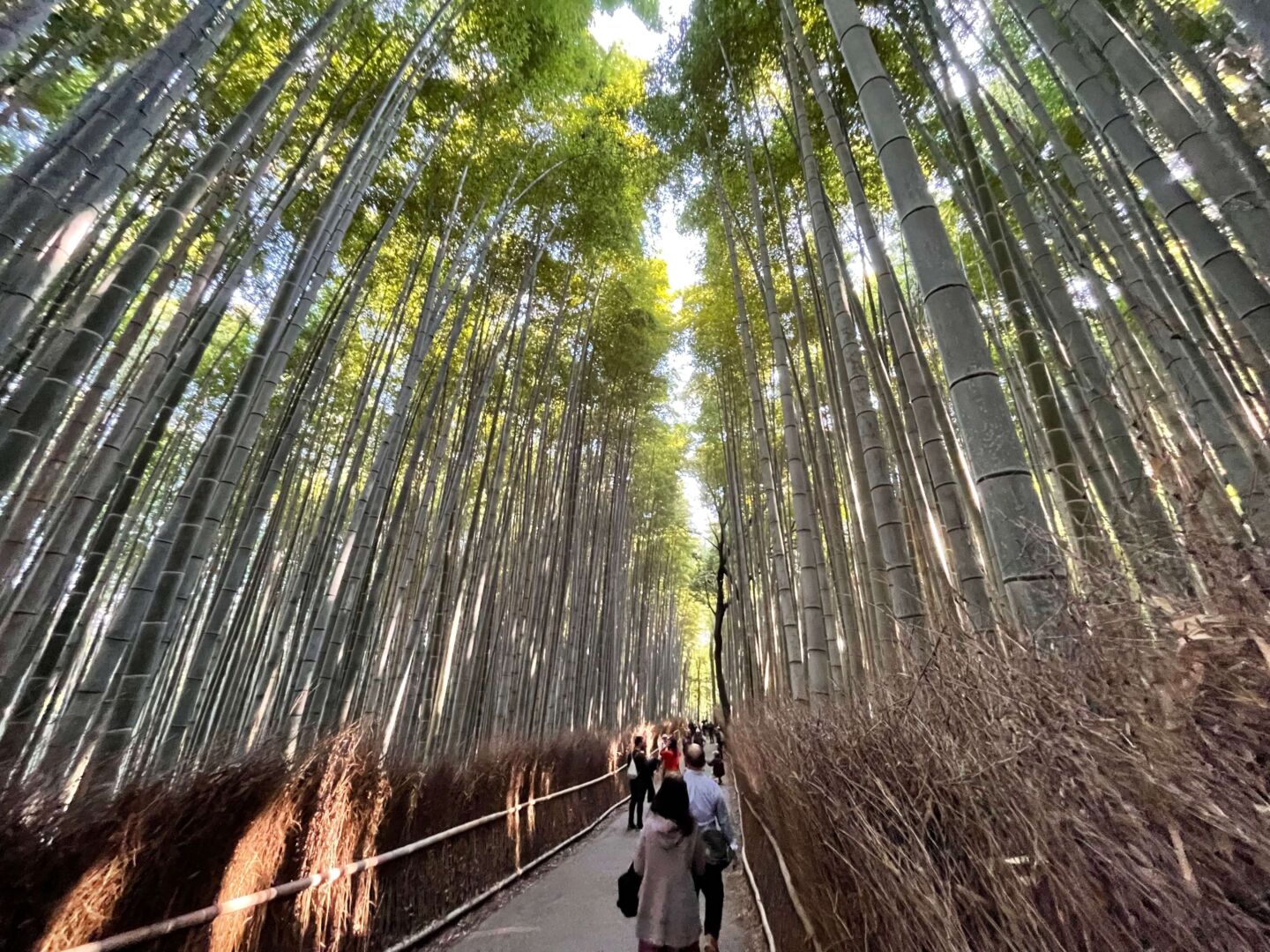 Um caminho no centro da foto no meio de um corredor muito alto de bambus. A iluminação entra pelo meio.