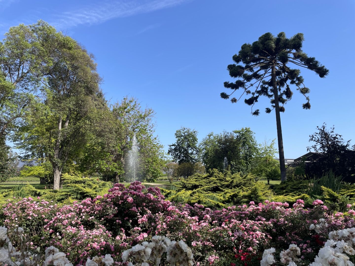 Uma foto da paisagem com muitas flores rosas e brancas no primeiro plano, árvores verdes no segundo plano e o céu bem azul.